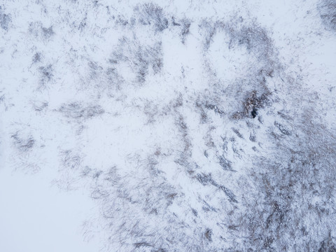 雪中的芦苇荡