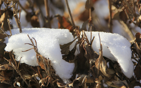 冬雪