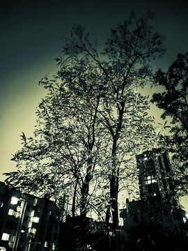夜晚的树