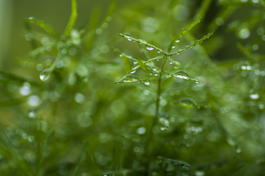 春雨