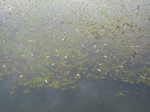 湖水污染