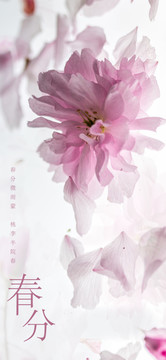 春分微雨蒙二十四節(jié)氣海報(bào)