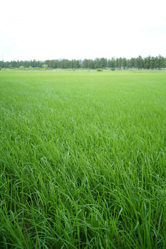 乡下的稻田风景