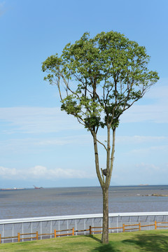 海边的树