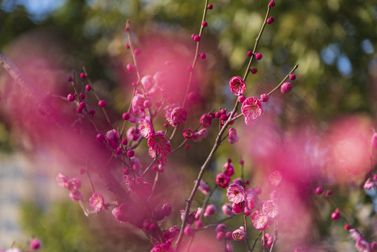 红梅花开