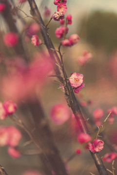 红梅花开