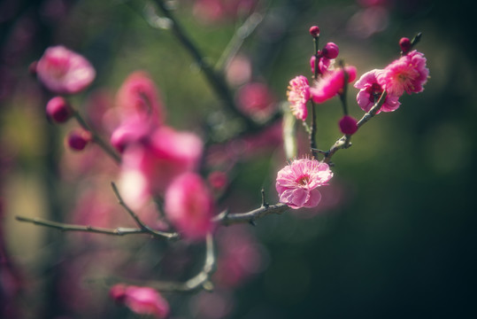 唯美梅花