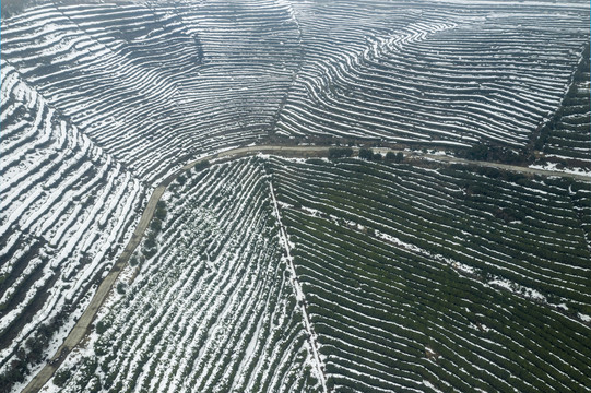 茶园雪景航拍