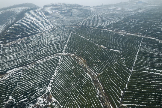 茶园雪景航拍