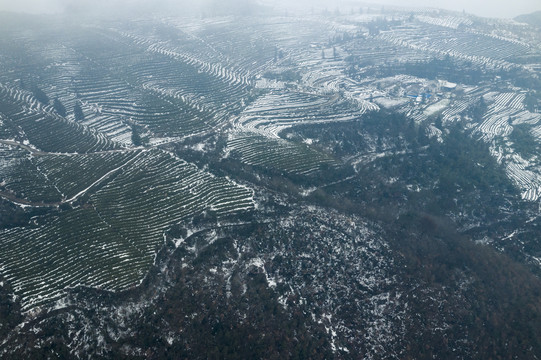 茶园雪景航拍