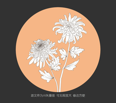 线描菊花