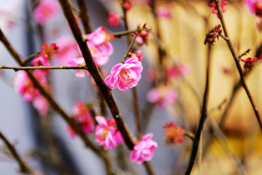 梅花桃花迎春花