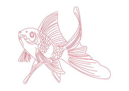 金魚線稿圖