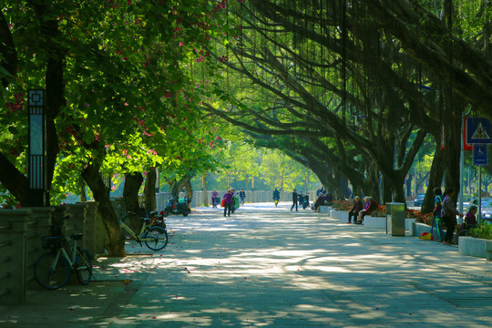 绿树荫街道