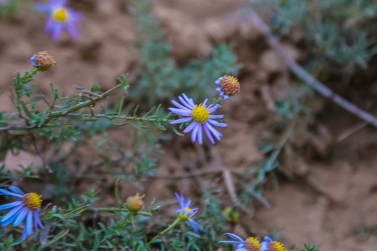 狗娃花