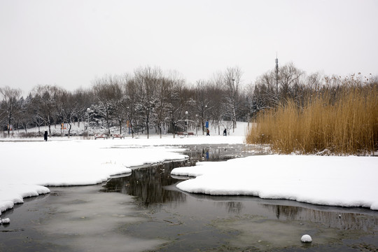 雪中池塘