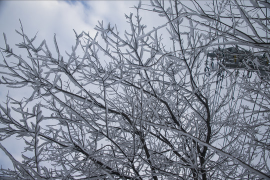 黄山雪松