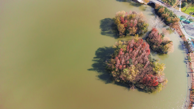 水中秋天的树