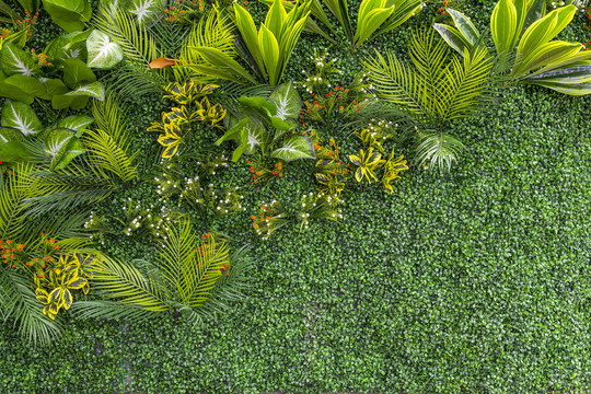 绿色植物背景墙