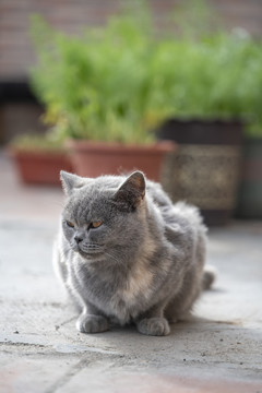 花盆房蹲着一只宠物猫