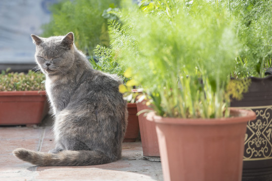 花盆房蹲着一只宠物猫