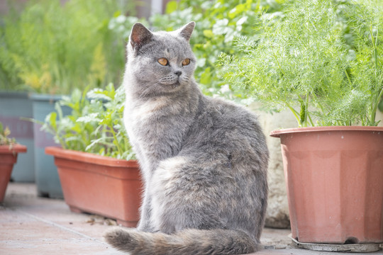 花盆房蹲着一只宠物猫