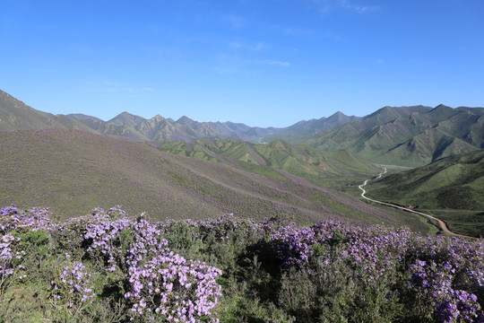 杜鹃花开