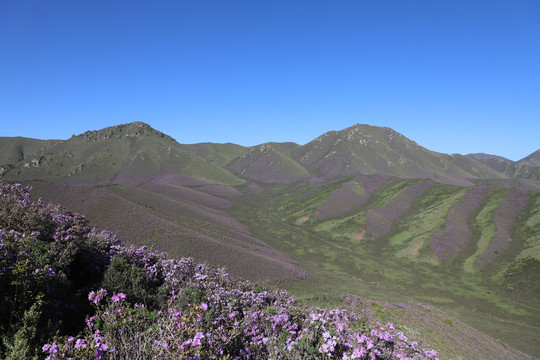 杜鹃花开