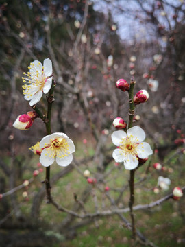 南京中山陵腊梅花