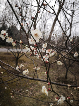 南京中山陵腊梅花