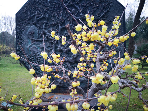 南京中山陵腊梅花