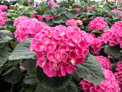 成都花舞人间花卉鲜花