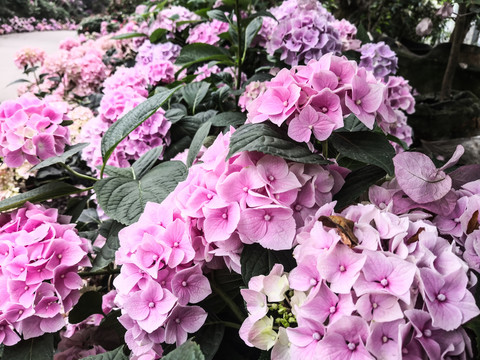 成都花舞人间绣球花花朵