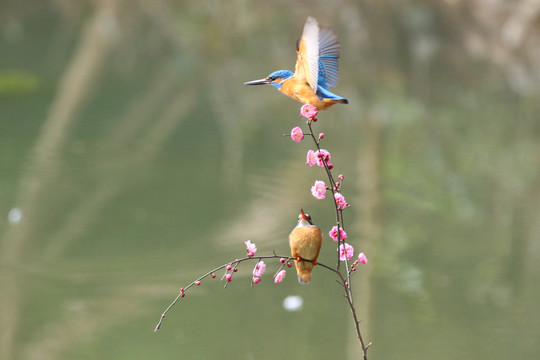 翠鸟