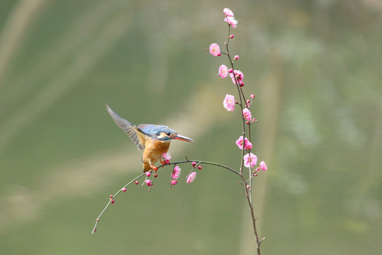 翠鸟