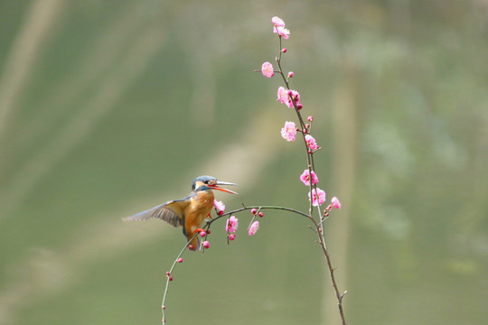 翠鸟