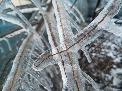 树枝冰凌
