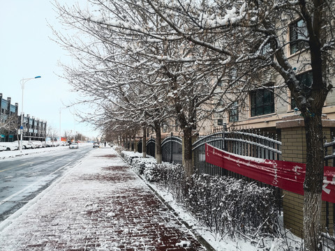 下雪街道树木