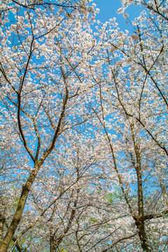 樱花天空