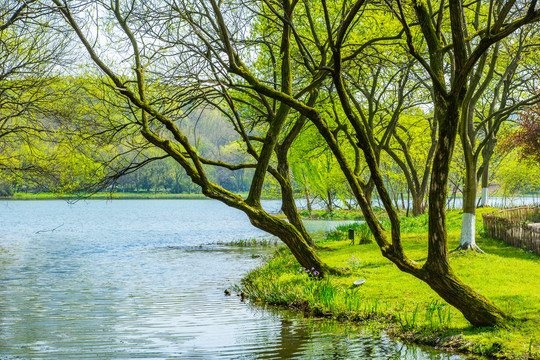 茅家埠春景