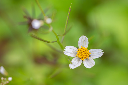 鬼针草