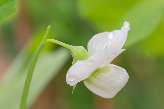 豌豆花