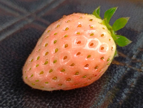 绯色草莓