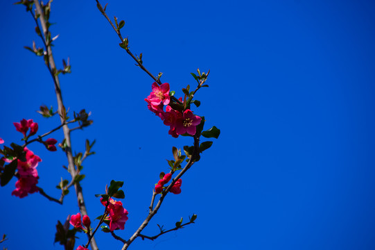 海棠花