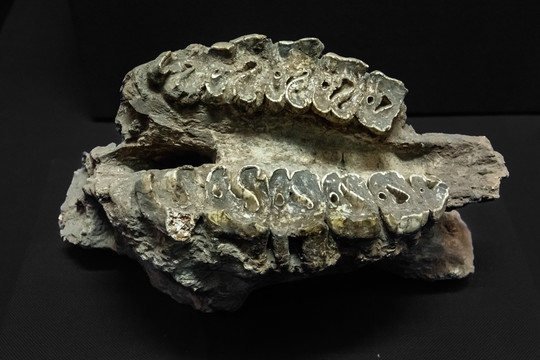 中国犀牛下牙床化石