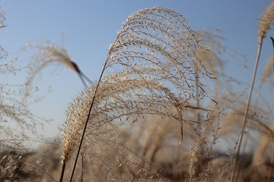 荻花芦苇芦花芦苇荡