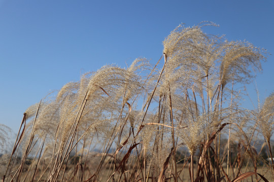 荻花芦苇芦花芦苇荡