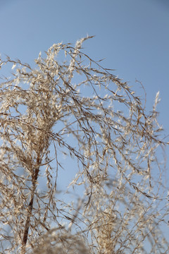 荻花芦苇芦花芦苇荡