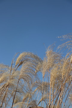 荻花芦苇芦花芦苇荡