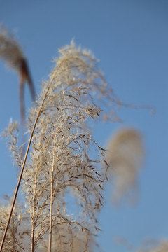 荻花芦苇芦花芦苇荡